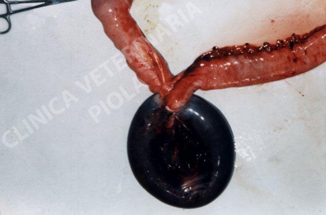 Strangolamento del digiuno-1